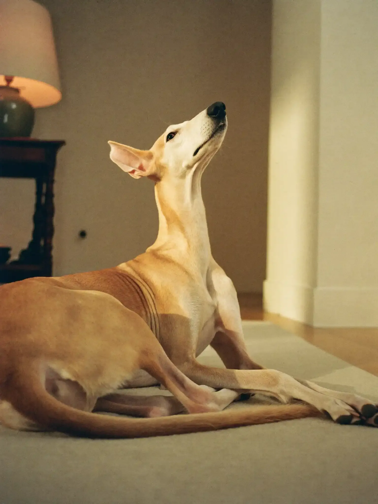 Saluki, a fawn adult lying calmly on a rug in a flat's hallway