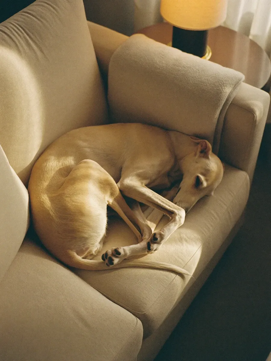 Saluki, a cream adult curled up asleep on a linen sofa