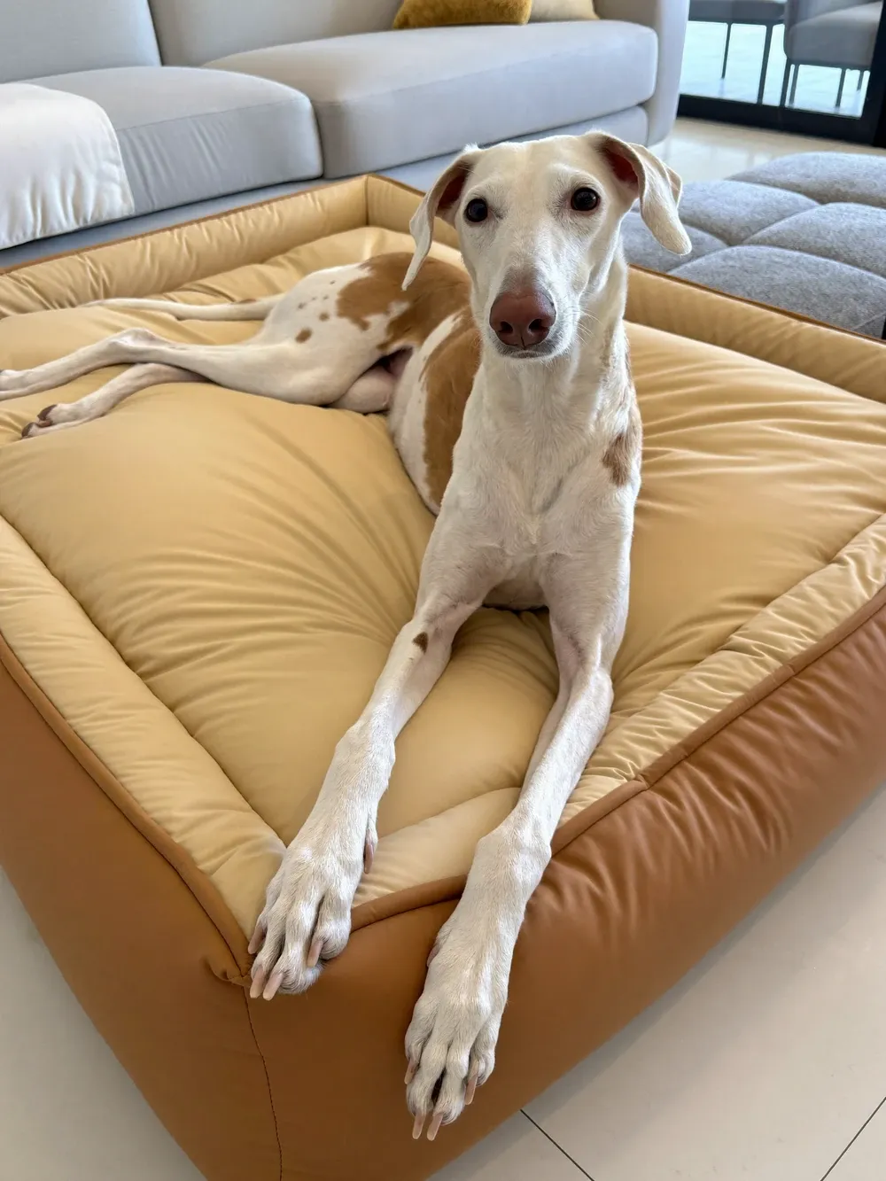 Saluki, a white and fawn adult stretched out on a raised padded dog bed in a bright living room