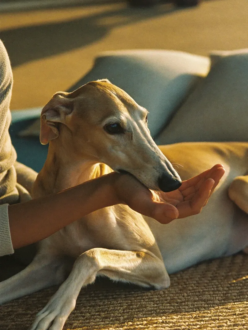 Saluki, a fawn adult resting the dog's chin in a pet parent's hand