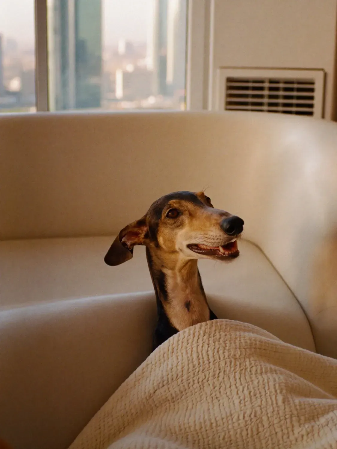 Saluki in Dubai, a black and tan adult tucked under a blanket on a sofa, towers outside the window