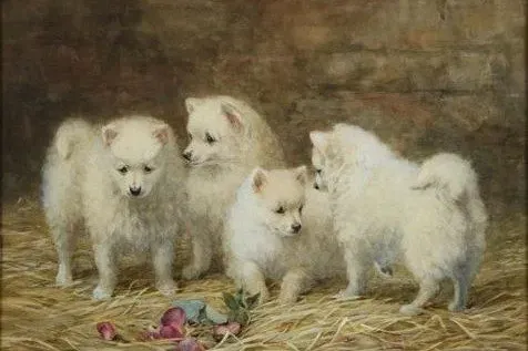 Samoyed history, a painting of four white puppies on straw by Frances C. Fairman, England, 1896