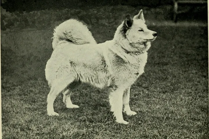 Samoyed history, an early show dog standing side-on on a lawn, tail curled over the back, 1913