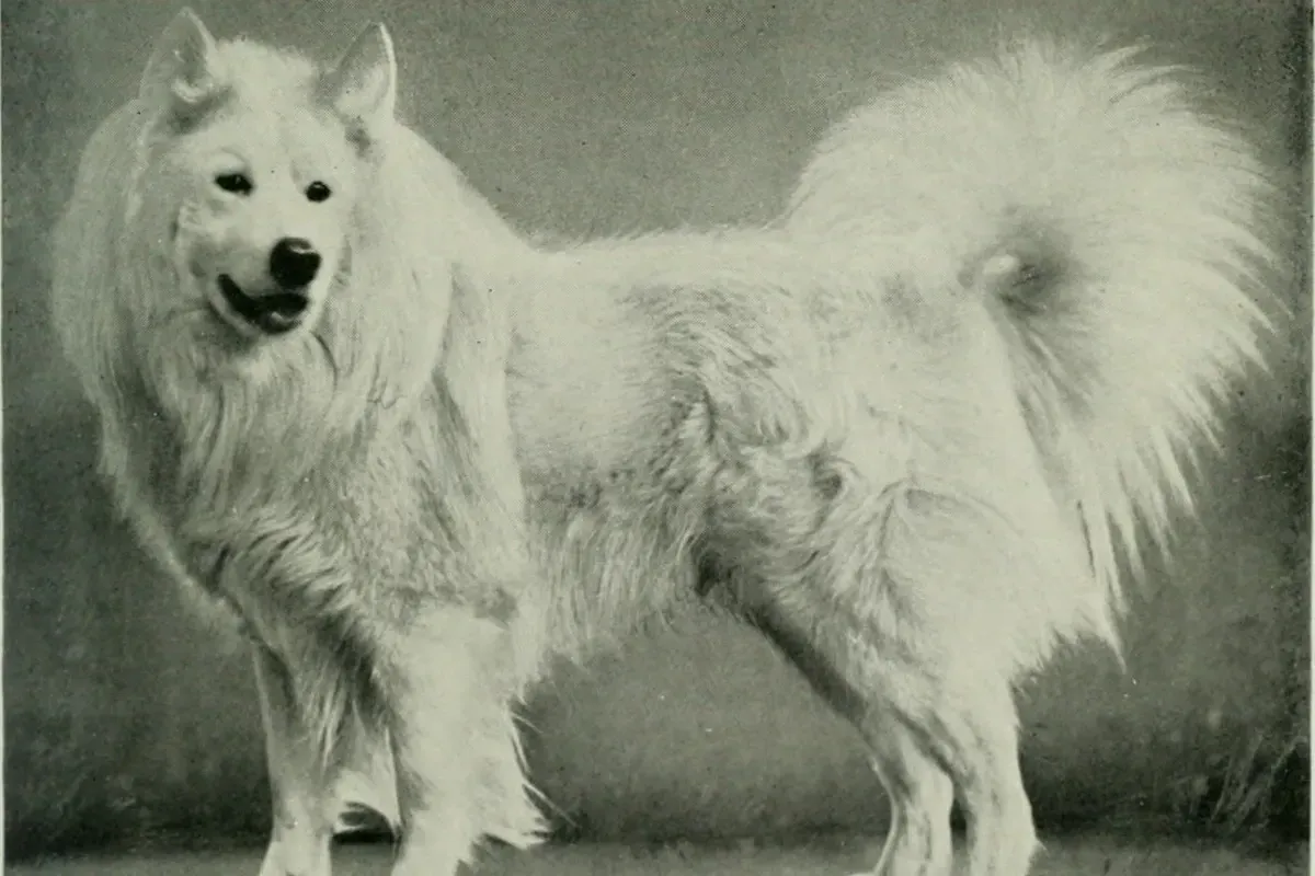 Samoyed history, an old photograph of a show dog with a full white coat and plumed tail, 1922