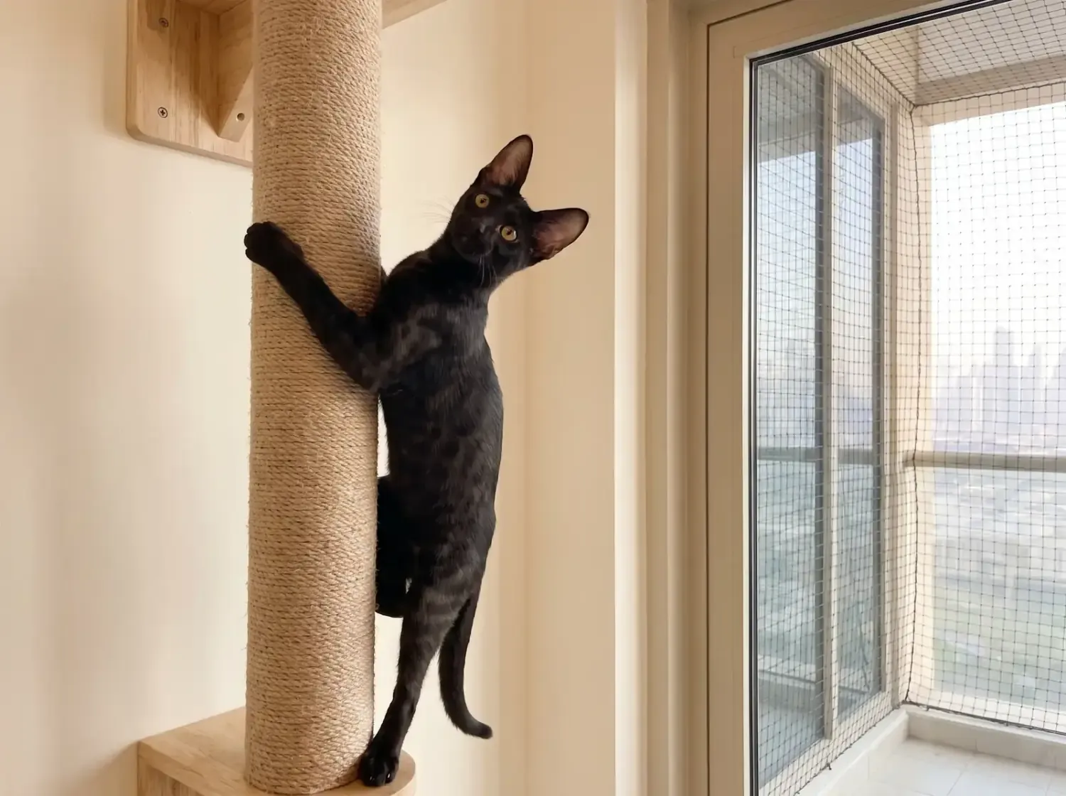 Savannah in Dubai, a black kitten climbing a sisal cat tree beside a netted balcony, the city beyond