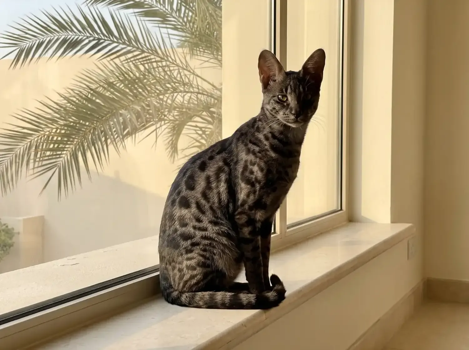 Savannah in Dubai, a black smoke adult sitting on a stone windowsill, a date palm outside