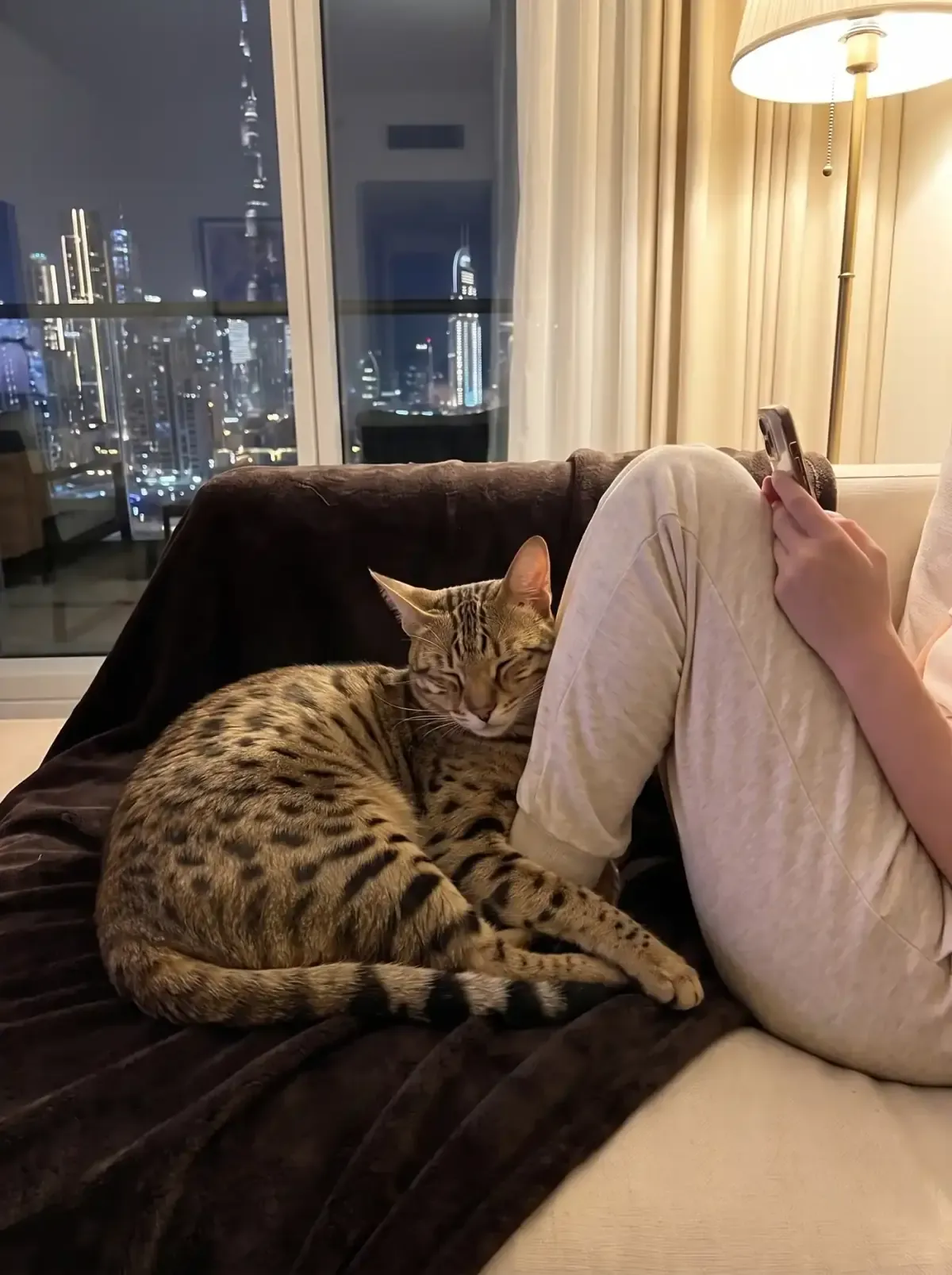 Savannah in Dubai, a spotted cat asleep against a knee on a dark throw at night, the skyline lit up