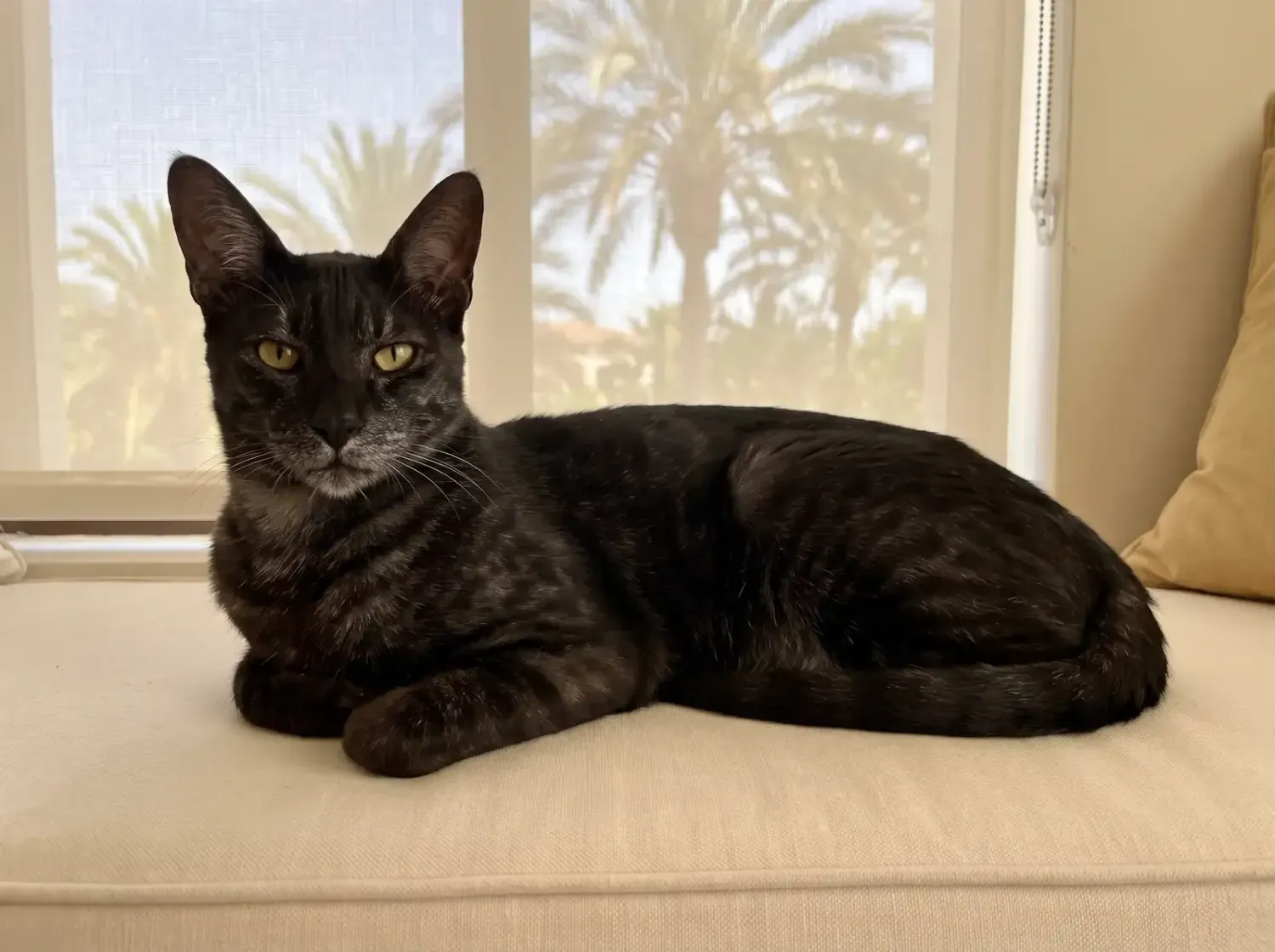 Savannah in Dubai, an older black smoke cat with a greying muzzle on a window seat, palms outside