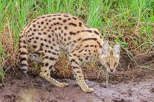 Savannah history, a wild serval in long grass looking at the camera, Serengeti National Park, Tanzania, 2024