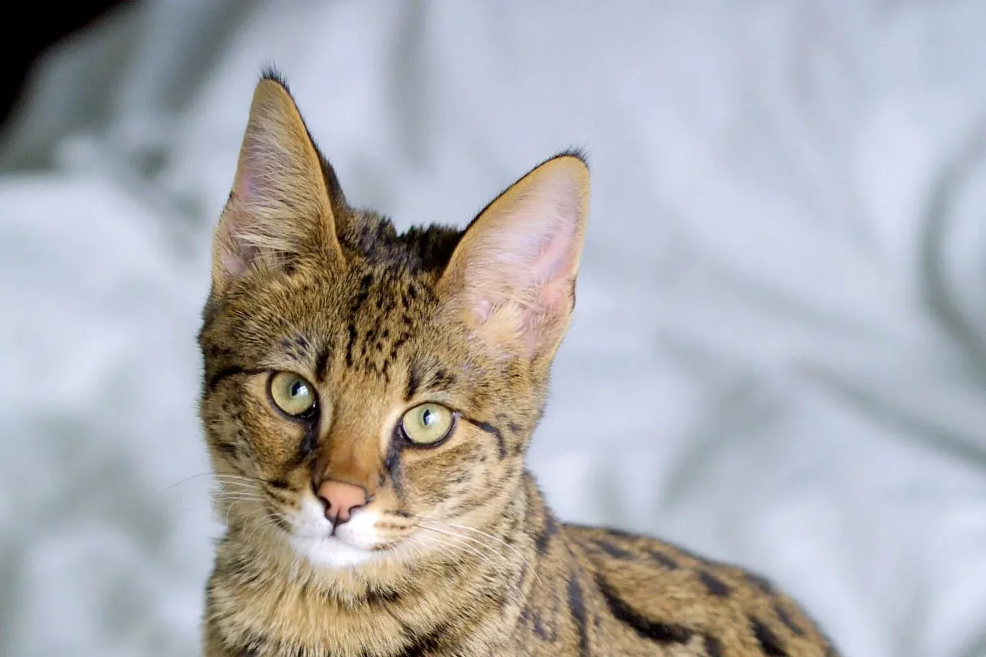 Savannah history, a four-month-old F1 Savannah kitten with large upright ears, 2006
