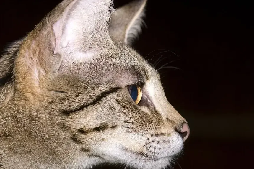 Savannah history, Sierra from Bundas, a brown spotted Savannah in profile at a cat show, 2008