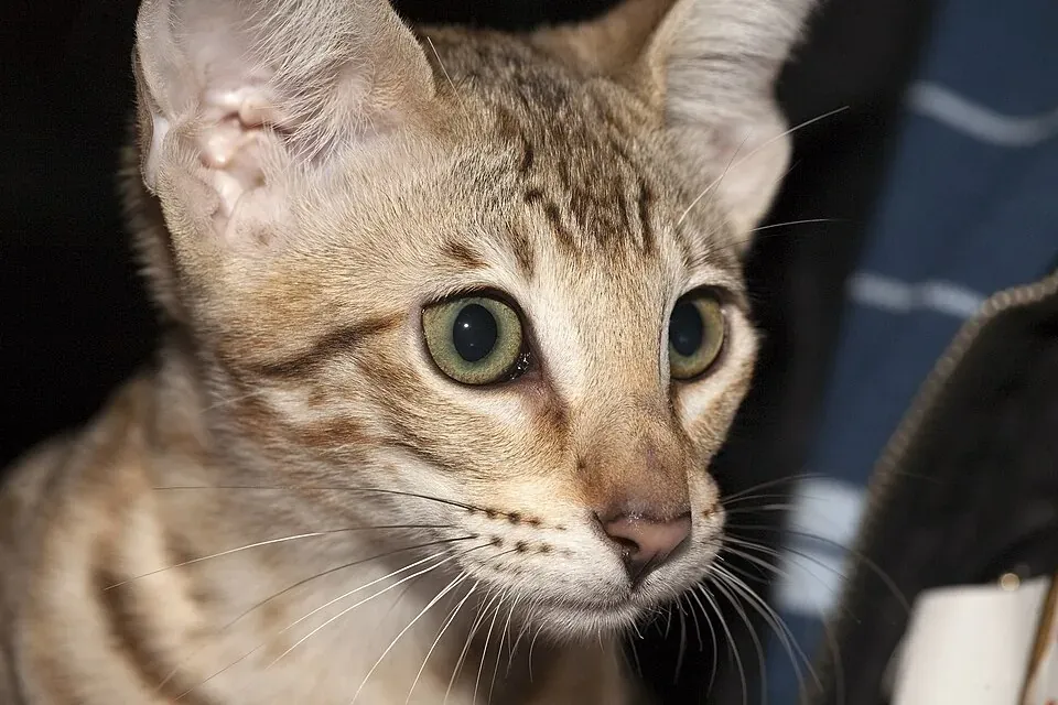Savannah history, Alisa Alyarus, a spotted Savannah at a cat show, Moscow, 2011
