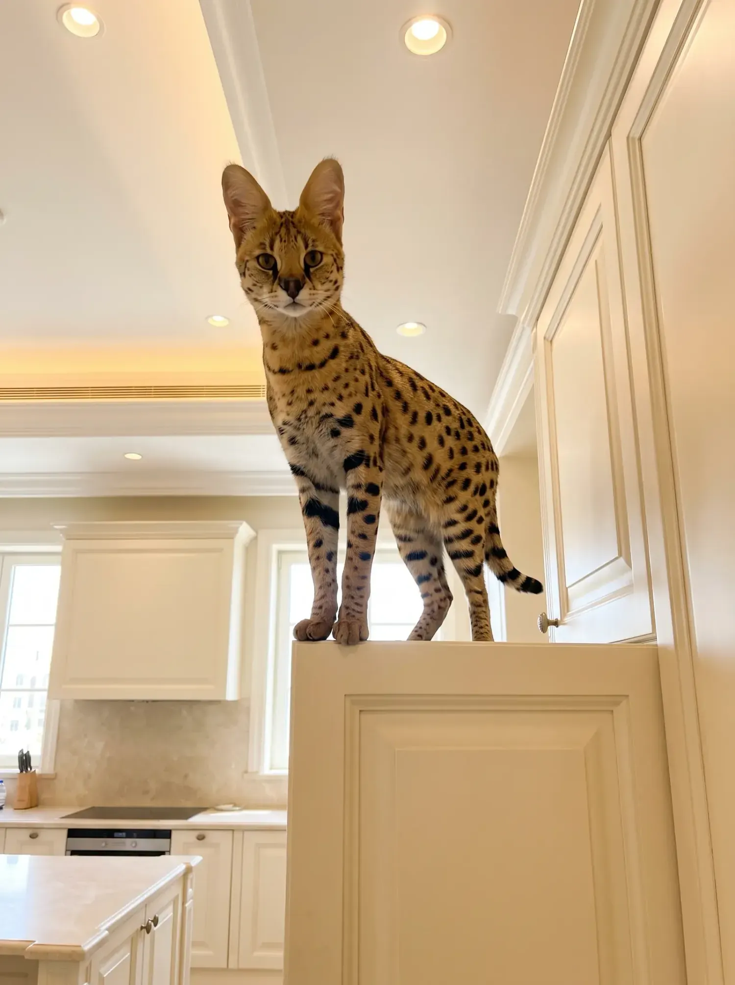 Savannah, a brown spotted adult standing on top of a tall kitchen cupboard, looking down