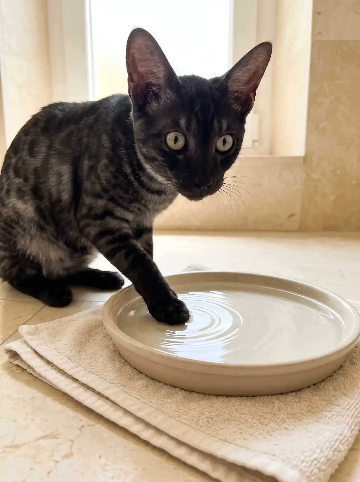 Savannah, a black smoke adult dipping a paw into a shallow tray of water on a towel