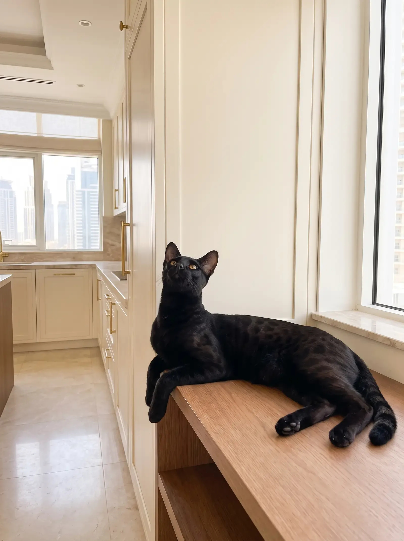 Savannah in Dubai, a black adult resting on a low shelf, looking up, the skyline through the window