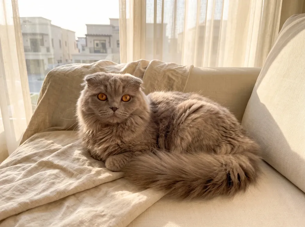 Scottish Fold, a longhaired lilac cat lying on a linen throw, villas through sheer curtains