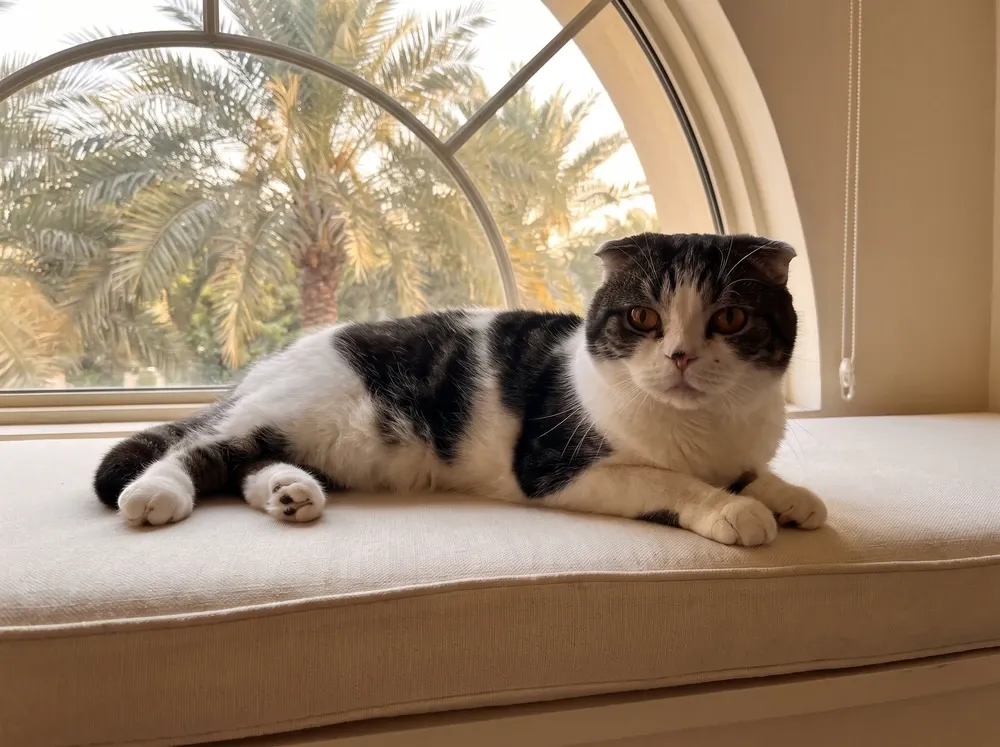 Scottish Fold in Dubai, an older black and white cat resting on a window seat, eyes open, palms outside