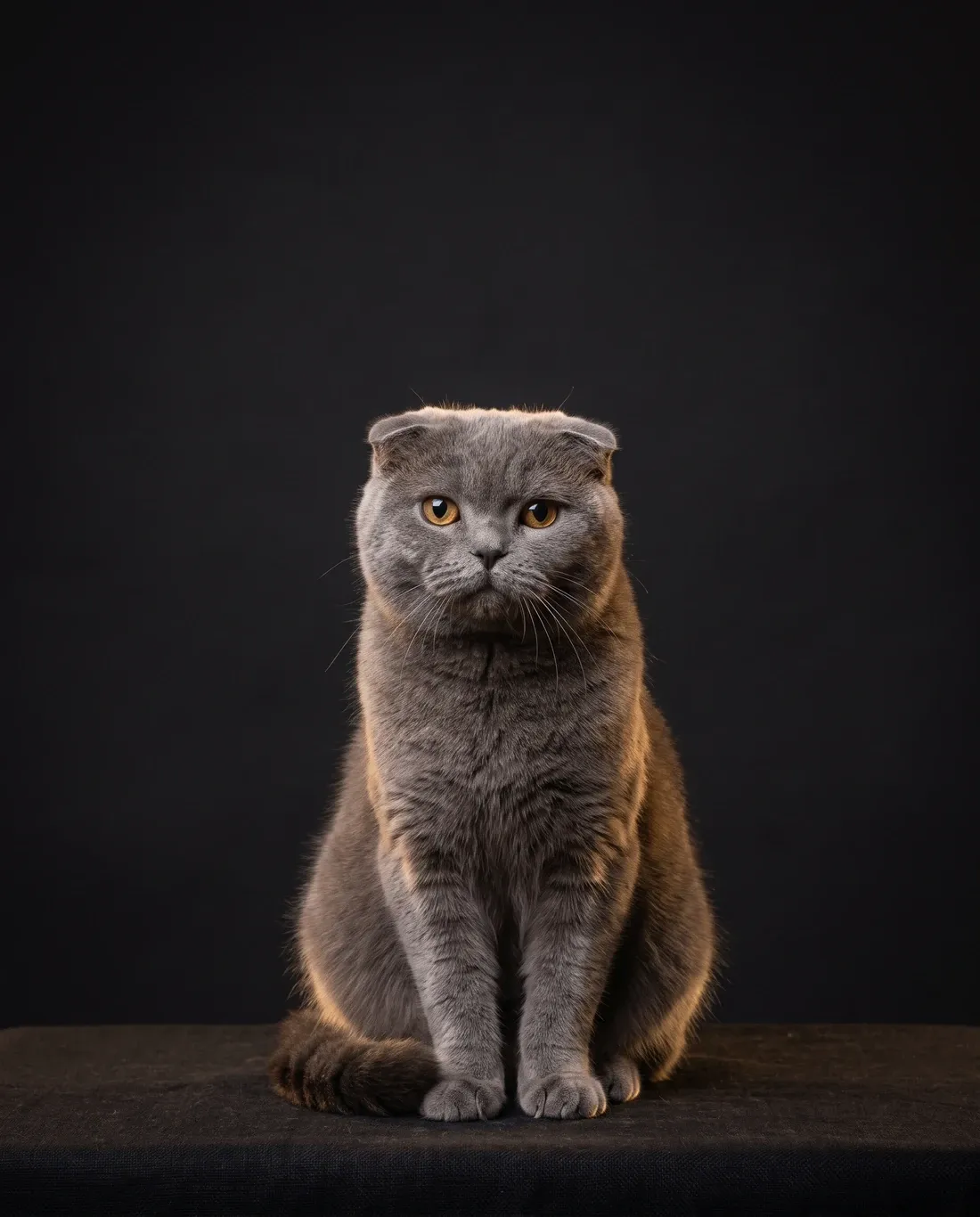 Scottish Fold in Dubai, studio portrait of a calm blue-grey adult with folded ears, sitting