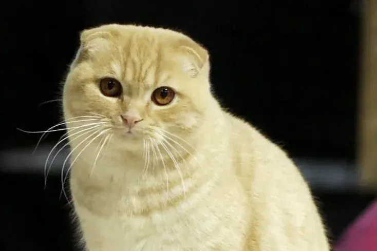 Scottish Fold history, a cream adult at a cat show, Heinola, Finland, 2008