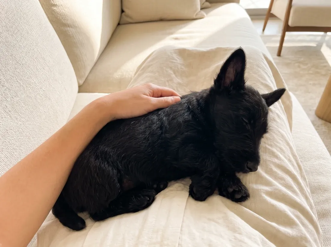Scottish Terrier, a black puppy asleep in a pet parent's lap on a cream sofa