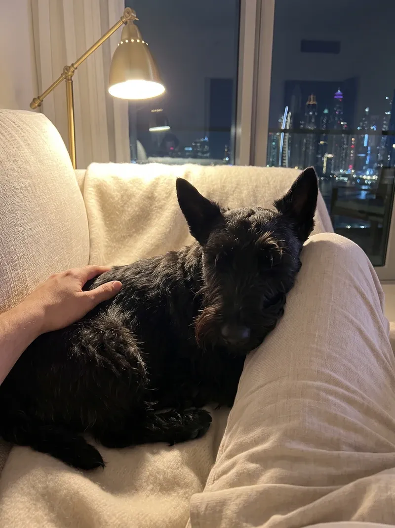 Scottish Terrier in Dubai, a black adult asleep against a knee on a cream throw, the lit skyline behind