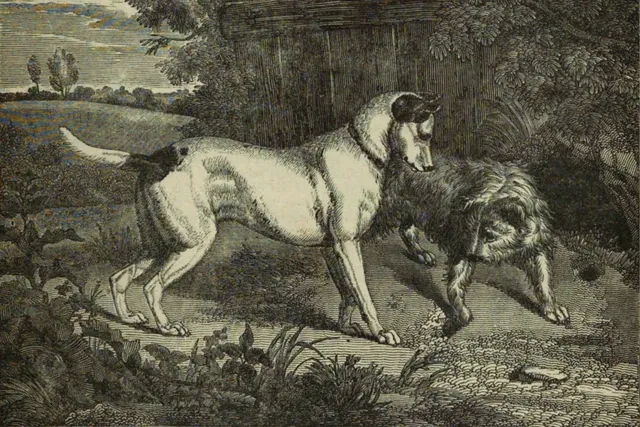 Scottish Terrier history, an engraving of an English terrier and a rough-coated Scotch terrier, Britain, 1834