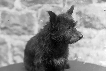 Scottish Terrier history, an Aberdeen terrier photographed on a glass plate by John Thomas, Britain, about 1885