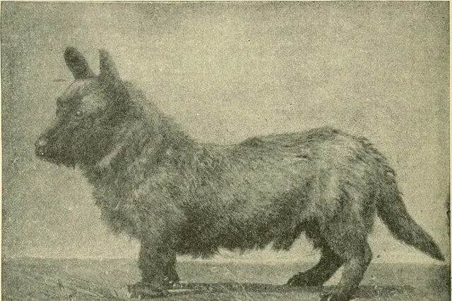 Scottish Terrier history, Meadowthorpe Donald of Meadowthorpe Kennels, Lexington, Kentucky, 1891