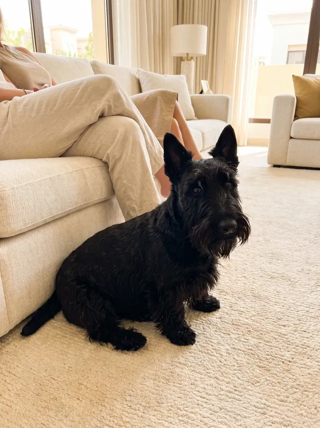 Scottish Terrier, a black adult sitting on a cream rug by the sofa, calmly watching the guests