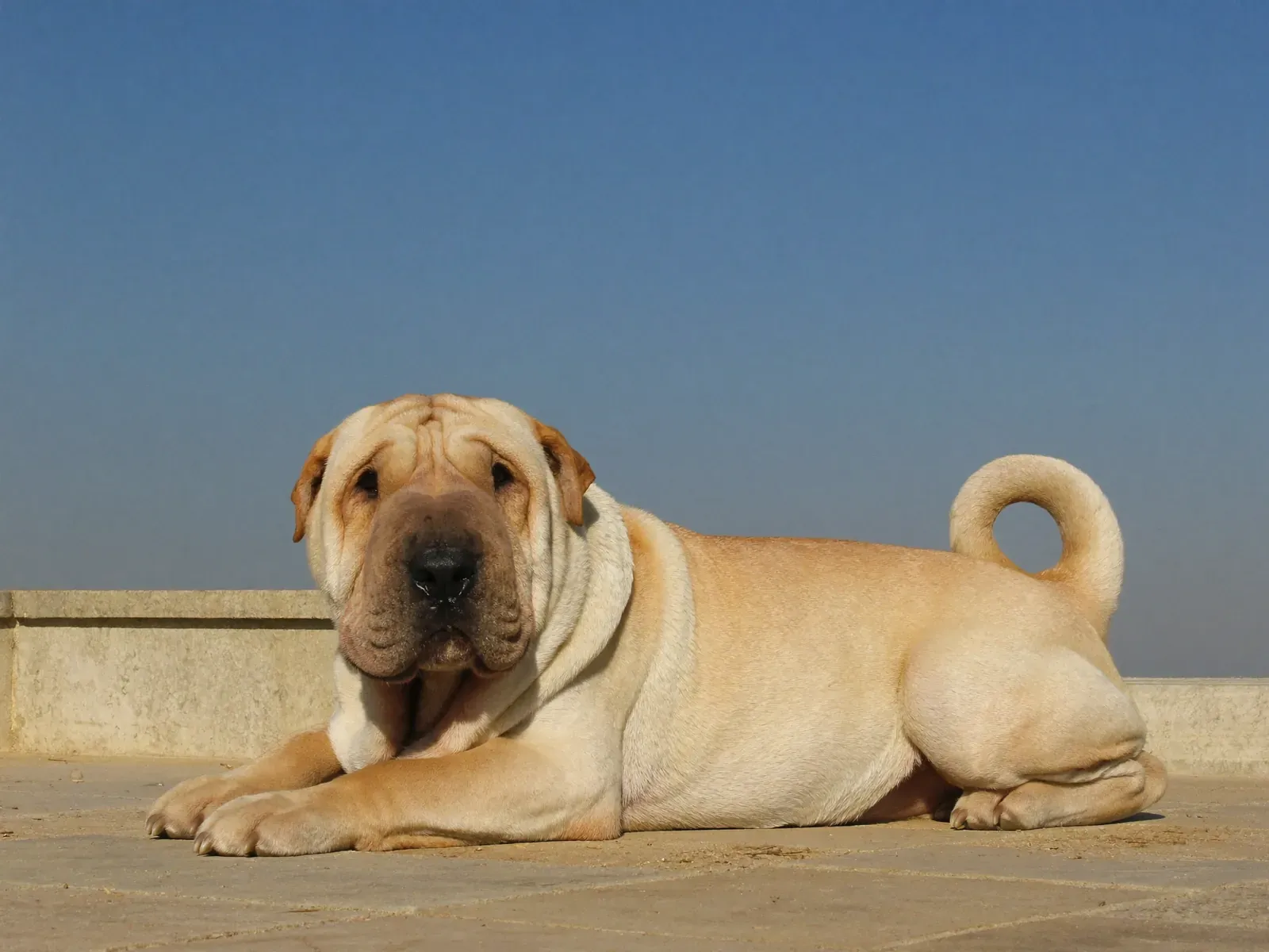 Shar Pei, a fawn adult lying on a stone terrace under a clear sky, tail curled over the back