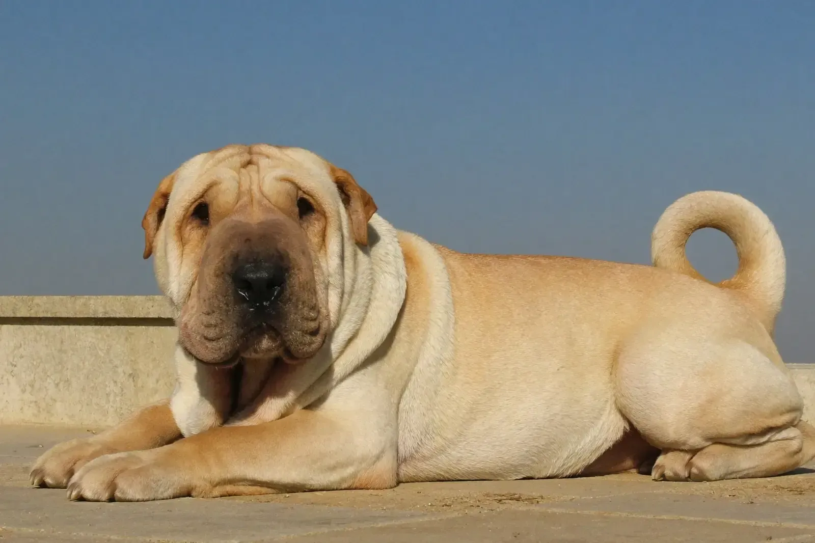 Shar Pei history, a fawn adult lying on a stone terrace under a clear sky, tail curled over the back