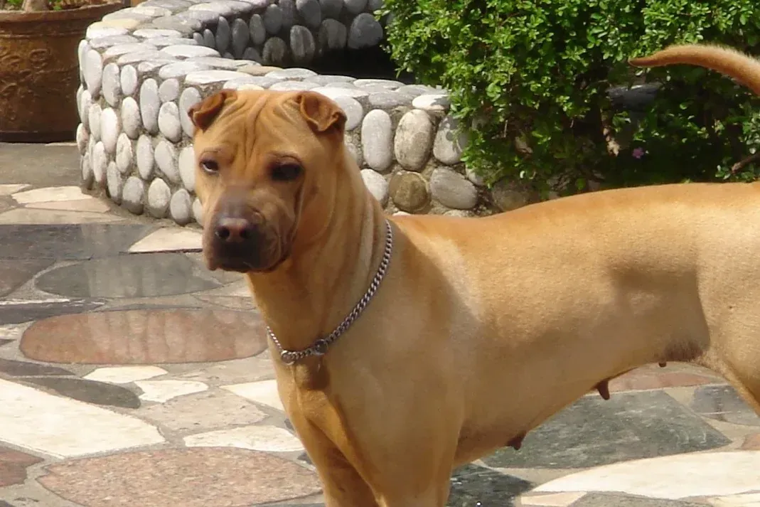 Shar Pei history, Dali Pinky, a lightly wrinkled bone-mouth dog on a mosaic terrace, photograph, 2007