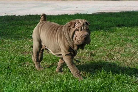 Shar Pei history, Alaine, a heavily wrinkled young dog standing on grass, a photograph from 2006 or earlier
