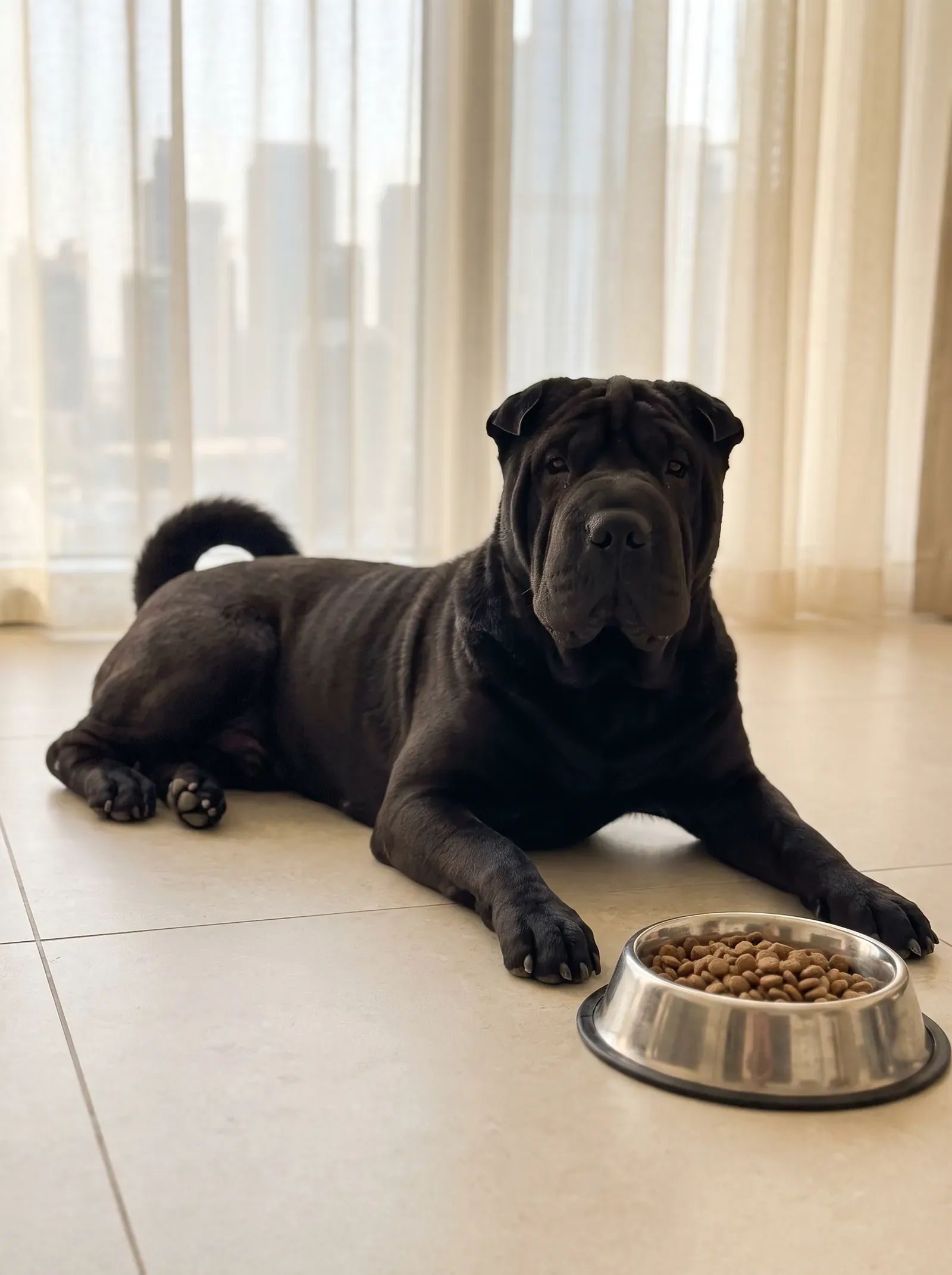 Shar Pei in Dubai, a black adult lying on cool tiles beside a full food bowl, the skyline behind sheer curtains