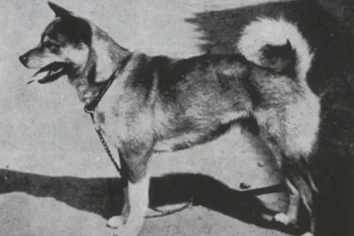 Shiba Inu history, Aka standing side-on on a lead, photographed in Japan, 1953