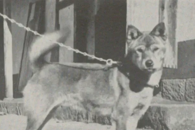 Shiba Inu history, Riki, an Inaba dog from the San'in region, standing on a chain, Japan, 1936