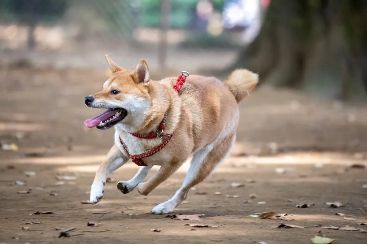 Shiba Inu history, a red adult running along a leafy park path in a red harness, 2020