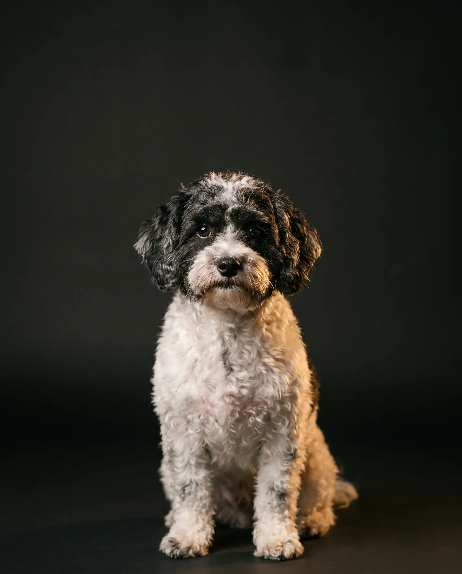 Shih-Poo in Dubai, studio portrait of a black and white adult with a soft curly coat, sitting