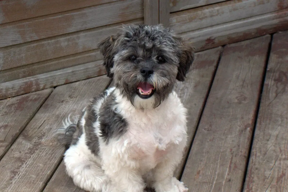 Shih-Poo history, a black and grey dog with a white chest sitting on timber decking, 2006