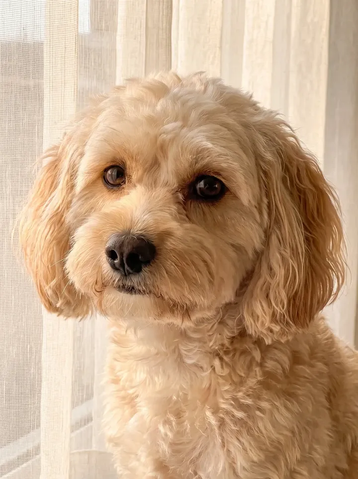 Shih-Poo, a close portrait of an apricot adult's face by a sheer curtain, the short muzzle clear