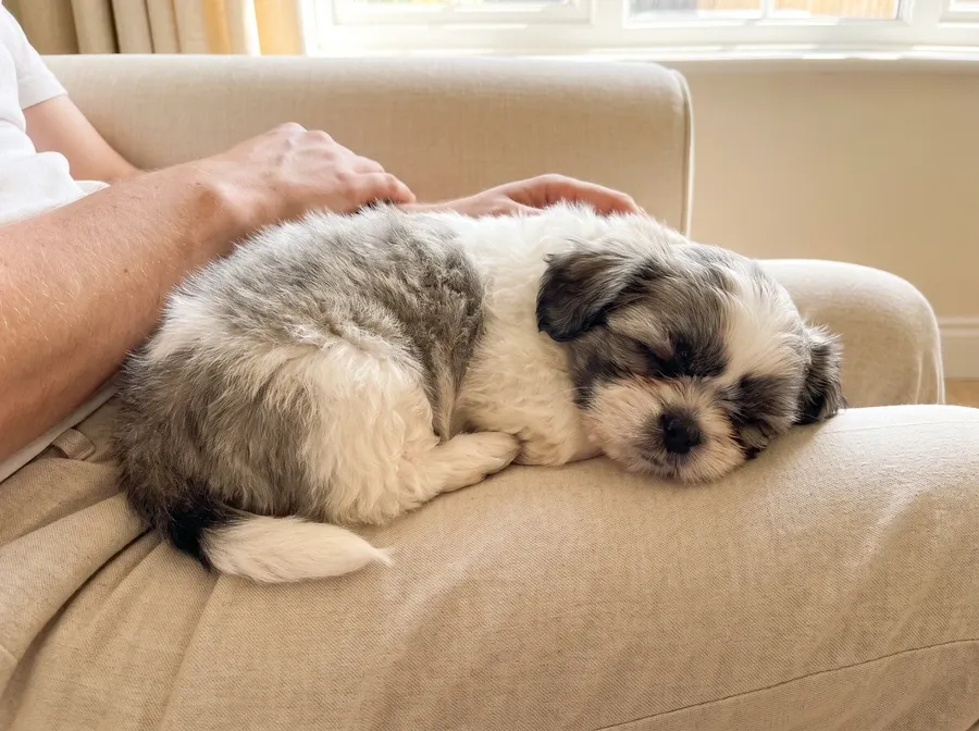 Shih Tzu, a grey and white puppy asleep in a pet parent's lap on the sofa