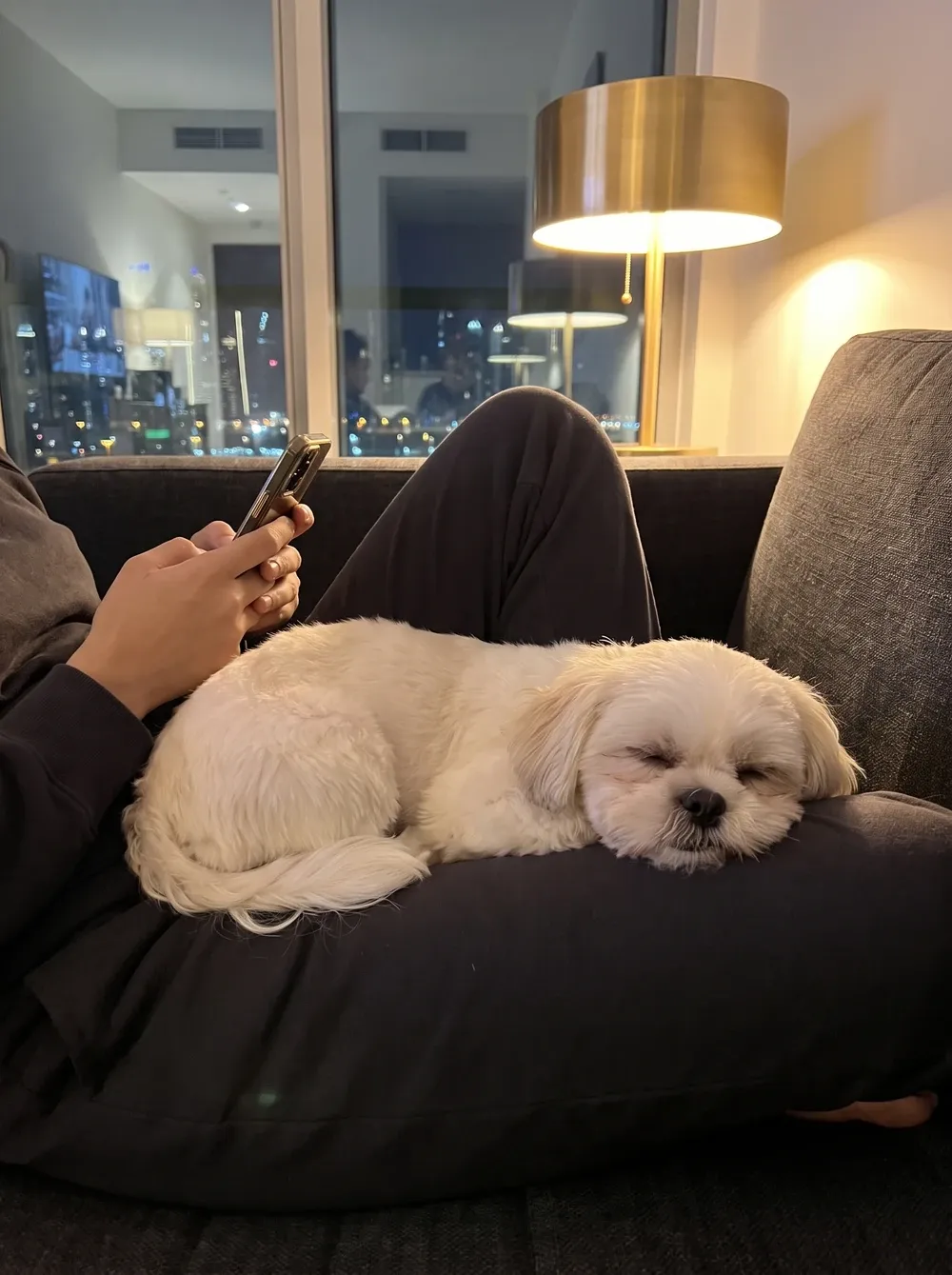 Shih Tzu in Dubai, a cream adult asleep across a pet parent's leg on the sofa at night, city lights behind