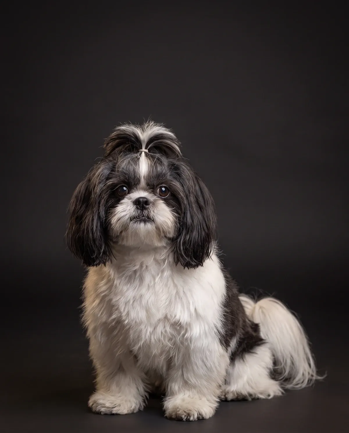 Shih Tzu in Dubai, studio portrait of a black and white adult with a tied topknot against a dark background