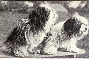 Shih Tzu history, two long-coated Lhassa Terriers, the small dogs of Tibet, from Dogs of All Nations, 1915