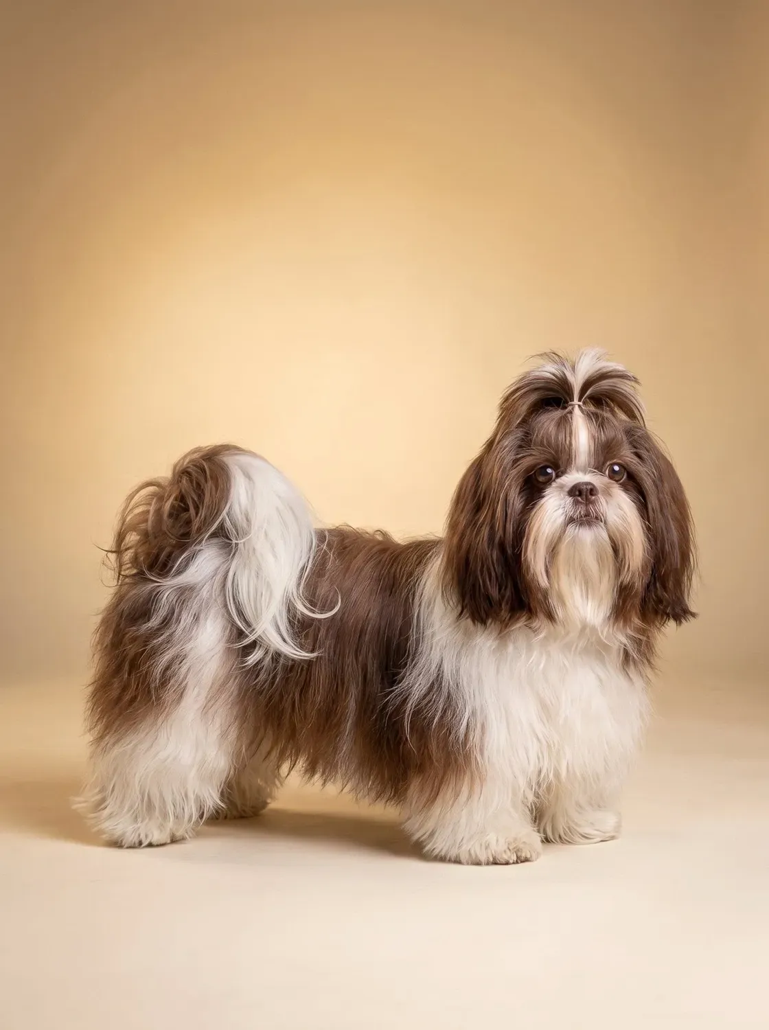 Shih Tzu, a liver and white adult in a full flowing coat standing against a plain warm backdrop