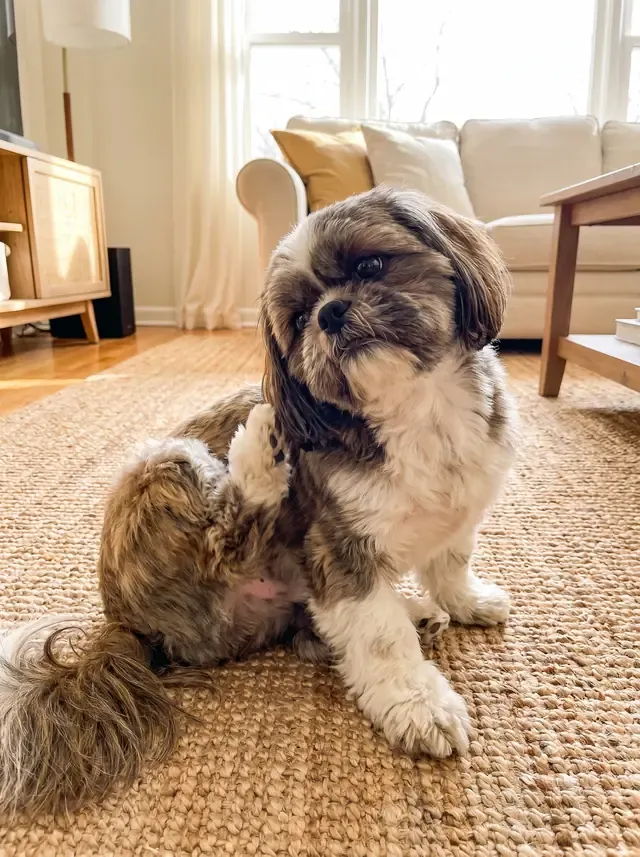 Shih Tzu, a brindle and white adult sitting on a jute rug, scratching behind one ear with a back paw