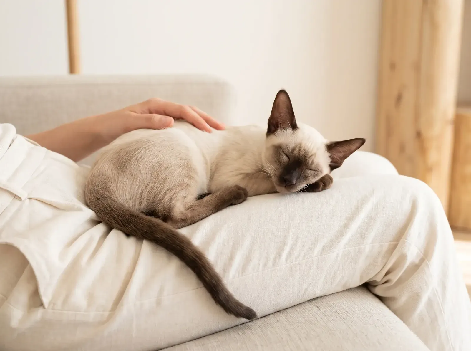 Siamese, a chocolate point kitten asleep in a pet parent's lap on the sofa