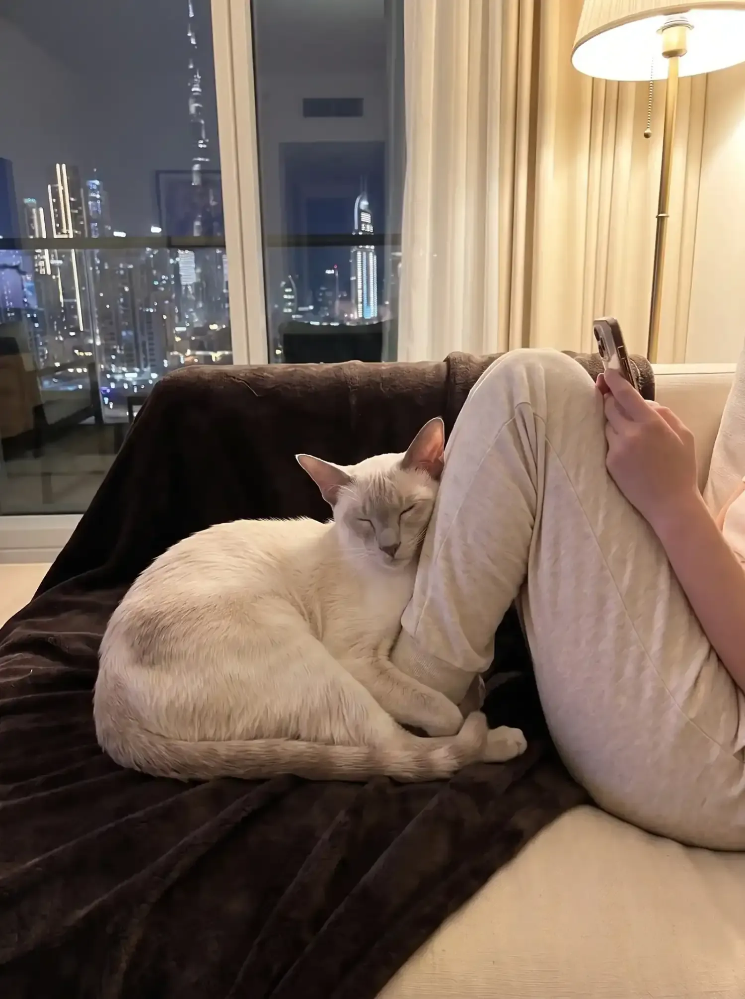 Siamese in Dubai, a lilac point asleep against a pet parent's knee at night, the skyline lit up behind