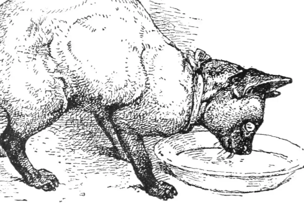 Siamese history, Harrison Weir's engraving of a Siamese prize winner drinking from a bowl, 1890