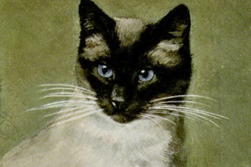 Siamese history, a seal point Royal Siamese with blue eyes, from a colour plate, 1903